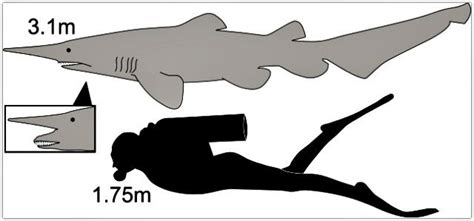 Goblin Shark Facts For Kids Cool And Interesting Facts For Kids