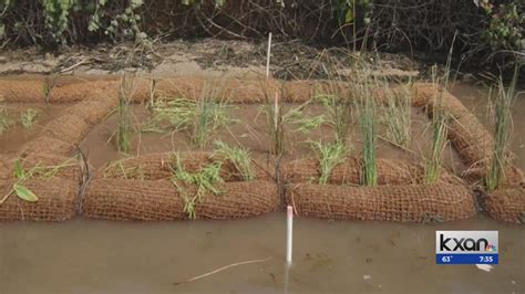 Coconut ‘coir Log Installation On Lake Austin Helps Prevent Erosion