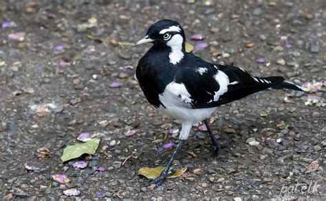 Magpie-Lark - Wildlife Den - South African And Australian Wildlife Photography