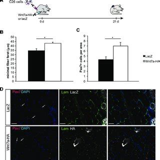 Wnt7a Counteracts Myofiber Atrophy And Loss Of Muscle Stem Cells In