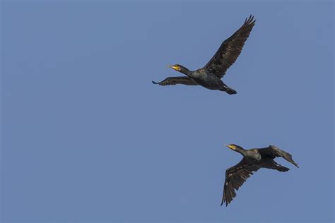 Jūras krauklis Phalacrocorax carbo Common cormorant Gatisvil s blog