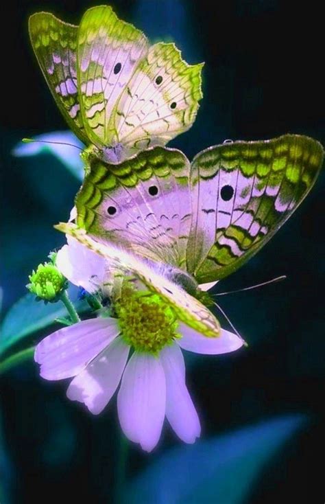 Pin By Cerisecerisier On Butterfly 🦋🦋 Beautiful Butterfly Pictures Butterfly Species Most