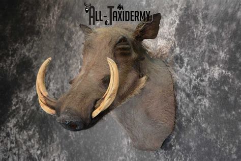 African Warthog Taxidermy Shoulder Mount Sku 1644 All Taxidermy