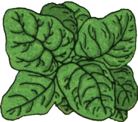 Spinach clipart 20 free Cliparts | Download images on Clipground 2024