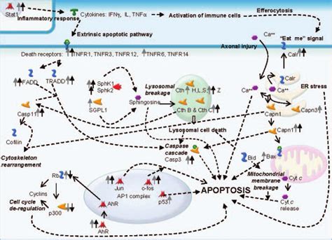 Apoptotic Signals Regulated In Rgcs After On Injury This Map Has Been