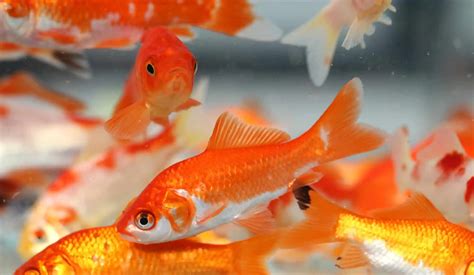 Goldfish Breeding The Secrets Each Aquarist Should Know