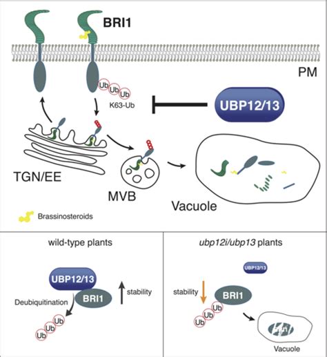 Deubiquitinating Enzymes Ubp And Ubp Stabilize The Brassinosteroid