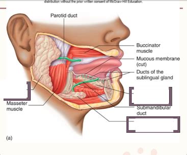 mouth labeling digestion Diagram | Quizlet 