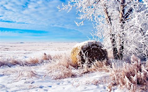 Fonds d'écran La neige des champs de blé d'hiver 2560x1600 HD image