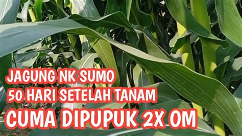 CUKUP 2 KALI PEMUPUKAN JAGUNG NK SUMO TUMBUH MAKSIMAL SAMPAI PANEN