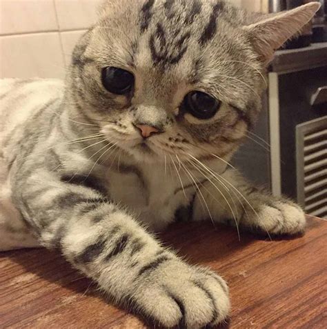 Meet Luhu The Worlds Saddest Cat Whose Frown Will Probably Melt Your