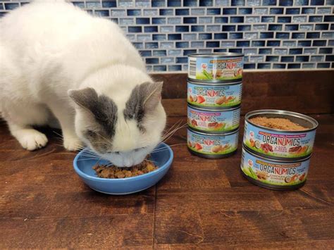 6 Best Healthiest Organic Cat Foods