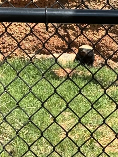 Honey Badger Zoochat