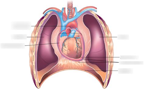 UCF Human Physiology Lab Exam 2 Diagram Quizlet