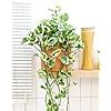 Amazon Pothos N Joy Grower Pot Air Purifying Easy To