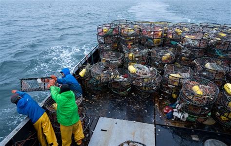 See how Dungeness crab is caught off Kodiak Island, Alaska