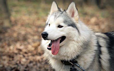 Animals Dogs Husky Wallpapers Hd Desktop And Mobile Backgrounds