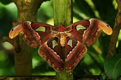 8 Of The Worlds Weirdest And Most Beautiful Moth Species