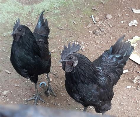 Kadaknath Chicken At Rs 600kg Kadaknath Chicken Id 21410435788