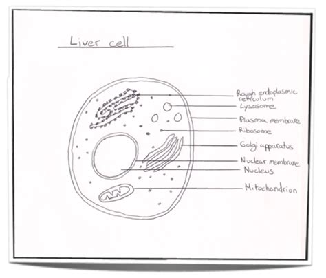 Simple Eukaryotic Cell Diagram