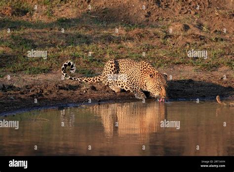 Leopard Panthera Pardus Adult Drinking At The Water At The