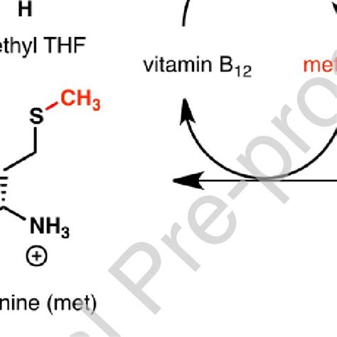 Simplified Schematic Diagram Of The Folate Methionine Cycle Methionine