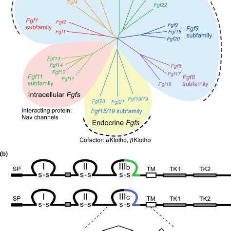 Activating Mutations In FGFRs In Heritable And Acquired Disease A