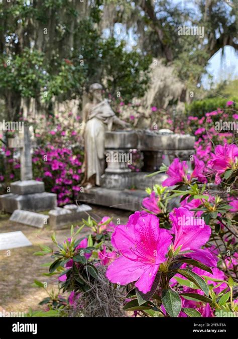 Bonaventure Cemetery Savannah Georgia Usa Stock Photo Alamy