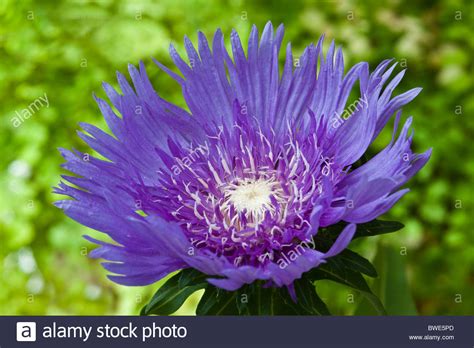 Stokes aster Stokesia laevis Purple Parasols summer flower perennial ...