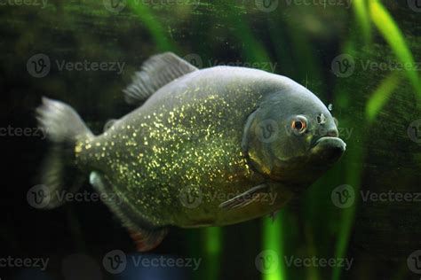 Red Bellied Piranha Pygocentrus Nattereri 842961 Stock Photo At Vecteezy