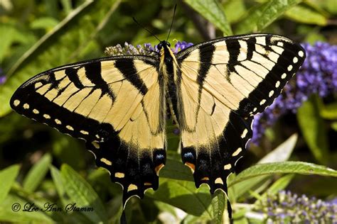 Eastern Tiger Swallowtail Butterfly | Swallowtail butterfly, Butterfly ...