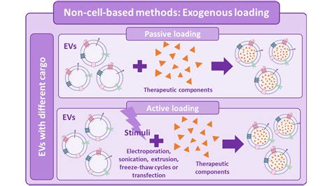 ICMAB Bioengineered Extracellular Vesicles Future Of Precision