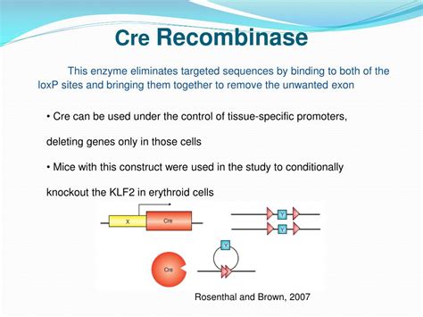 Ppt The Role Of Kr Ppel Like Factor In Erythroid Cells Powerpoint