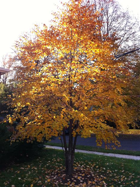 Cercidiphyllum Japonicum Katsura Tree In My Front Yard Garden