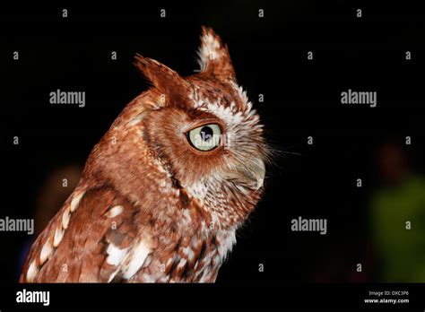 Eastern Screech Owl Megascops Asio Stock Photo Alamy