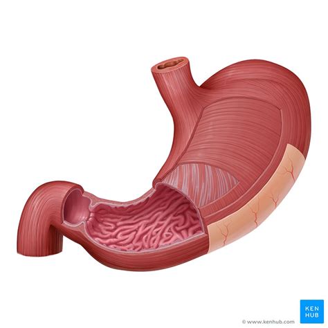 Estomac Anatomie Fonction Vascularisation Innervation Kenhub