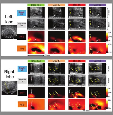 Image Dimension—60 Mm 3 40 Mm Cranial Caudal 3 Dorsal Ventral Images