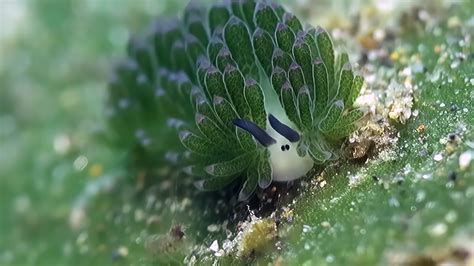 The Worlds Cutest Sea Slug Costasiella Kuroshimae Join Us On Our