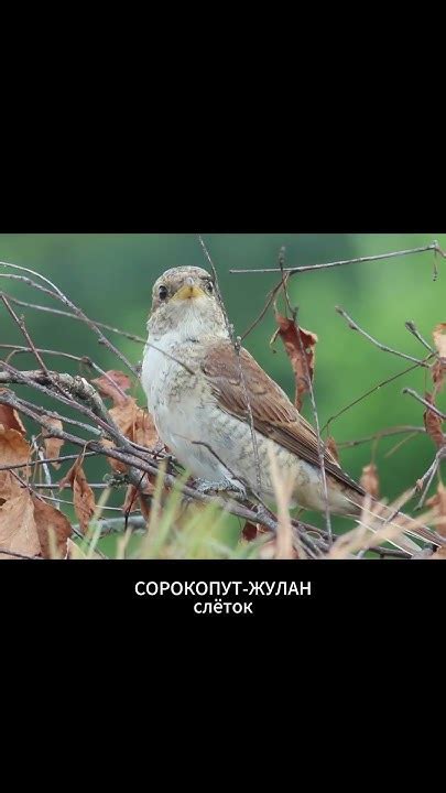 СОРОКОПУТ-ЖУЛАН слёток. 15 июля. - YouTube