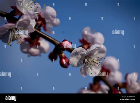 Apricot color flower hi-res stock photography and images - Alamy