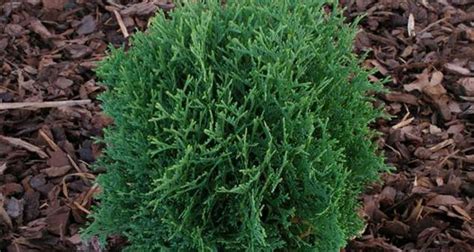 Arborvitae Hetz Midget Gossett S Landscape Nursery