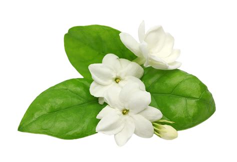 Mogar Flower Png Transparent Background 29713047 PNG