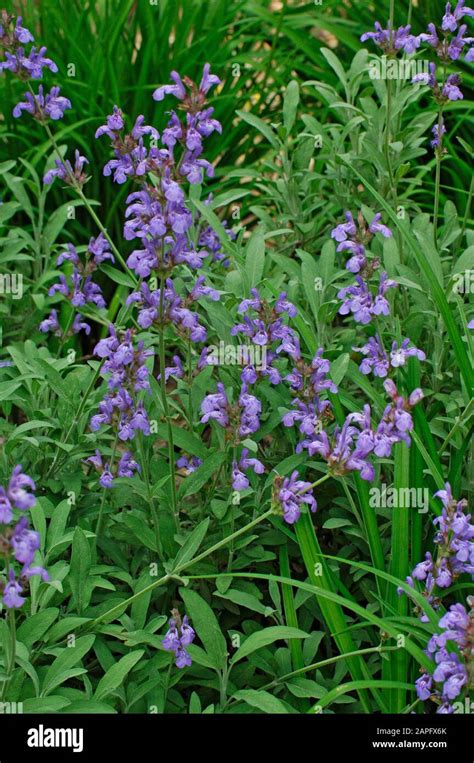 Spanish Sage Salvia Lavandulifolia High Resolution Stock Photography