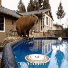 Capybara Cry About It GIF - Capybara Cry About It - Discover & Share GIFs