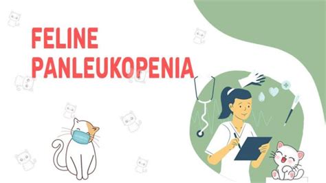 Feline Panleukopenia (Feline Distemper): Causes And Symptoms - Petmoo