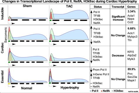 Acute Nelfa Knockdown Restricts Compensatory Gene Expression And