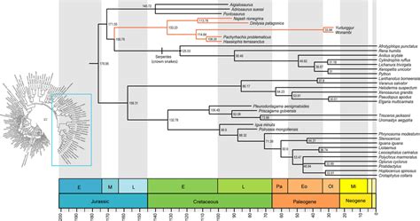 Snake Phylogeny And Divergence Times Relaxed Clock Bayesian Inference