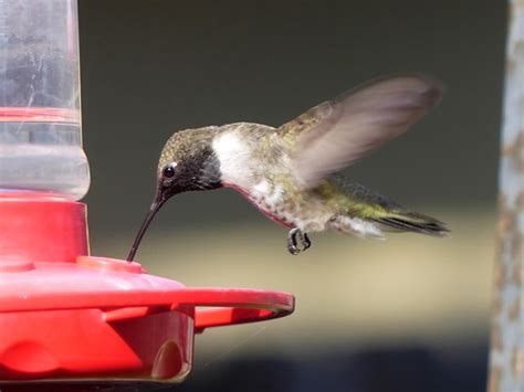 Black Chinned Hovering Peterschneekloth Flickr