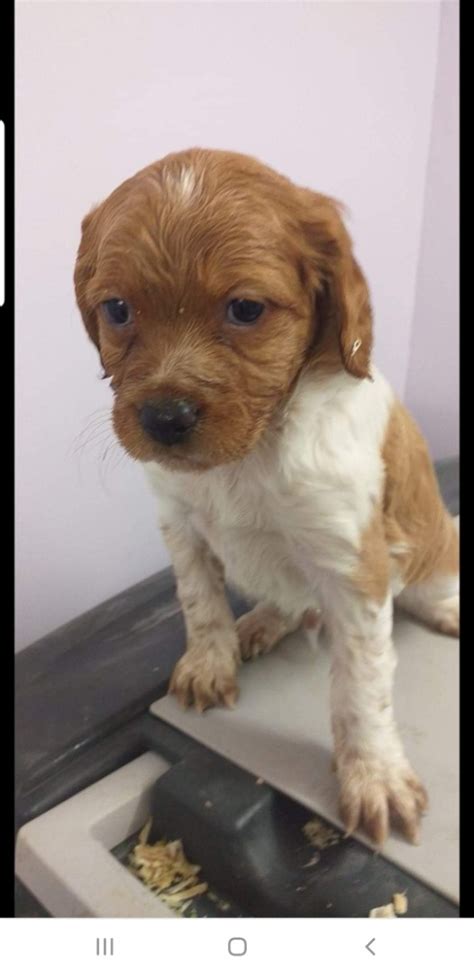 Chiot Epagneul Breton Lof 45000 UnCompagnon Fr