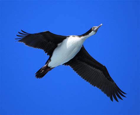 Top 10 Spectacular Birds of Antarctica | HubPages